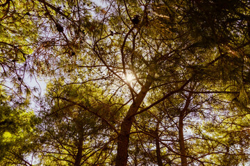 Variety trunks, branches and green needles of the pine trees in the forest against the blue sky with the sunlight. Bottom view of the trees. Selective focus, filtered, abstract, wallpaper. 