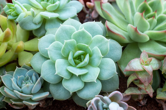 Composition of succulent plant, top view. Echeveria rosettes for poster, calendar, post, screensaver, wallpaper, postcard, post, banner, cover, website. High quality photo
