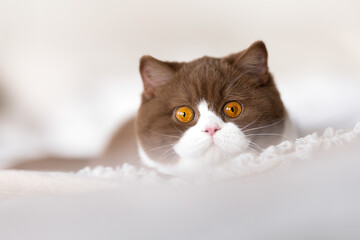 Britisch Kurzhaar Bicolor Katze Kitten in cinnamon white