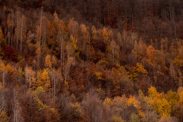 Autumn nature landscape at Scarita Belioara reservation in Apuseni Mountains, Romania