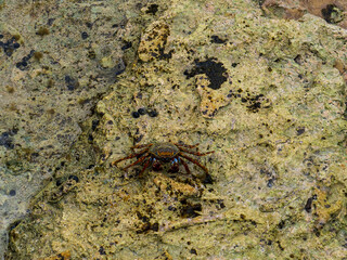 Percnon gibbesi, urchin crab or nimble spray crab, Bonaire