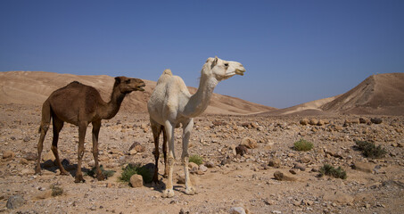 White and brown wild dromedary camels on their way in the remote desert region. One-humped camels.