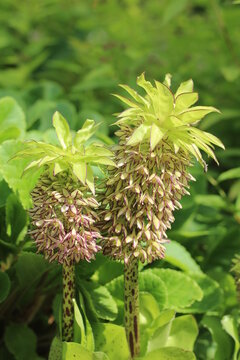 warkocznica dwubarwna eukomis dwubarwny Eucomis bicolor