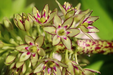 warkocznica dwubarwna eukomis dwubarwny Eucomis bicolor