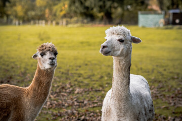 two alpacas in the green