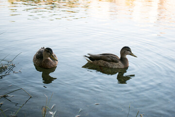 ducks on the river