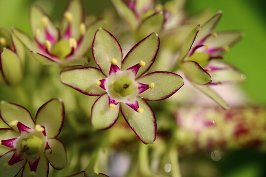 warkocznica dwubarwna, eukomis dwubarwny Eucomis bicolor