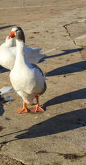 geese on a stroll
