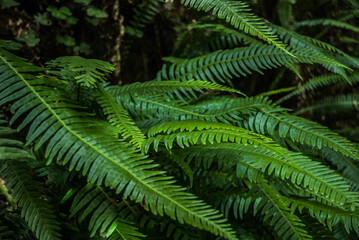 Green Ferns Northern California