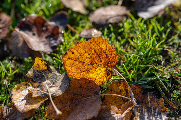 autumnal leaf in the backlight on a green meadow