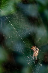 spider with its prey on its web against a blurred background.