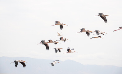 flock of seagulls flying through the sky