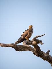 eagle perched on a tree