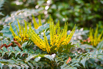 Flowering plant with bright yellow flowers. Mahonia japonica