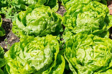 Fresh Cabbage and Lettuce in the Garden