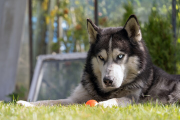 Dog Siberian Husky with a blue eye plays ball in nature.