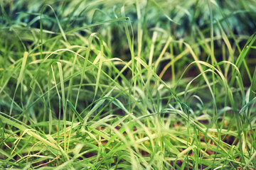 Obraz premium Sprouted wheat grains after sowing in the ground. Green wheat sprouts close-up