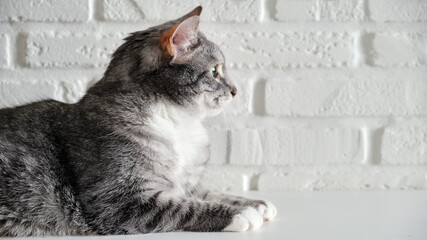 Grey senior cat on the background of a white brick wall. An adult pet with green eyes is lying on a white table. Ten year old pet