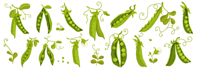 Big set of pods of ripe green peas. Vector graphics.