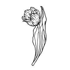 Spring tulip flower botanical sketch, vector graphic.