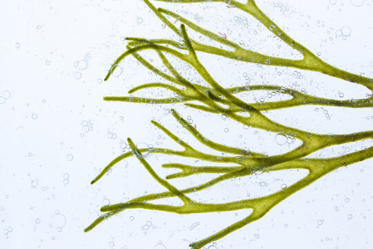 Codium tomentosum or velvet horn or spongeweed seaweed and air bubbles.
