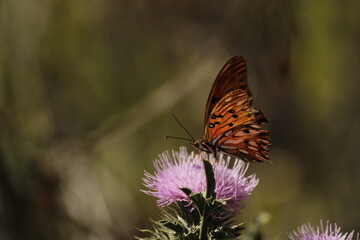 Fototapeta na wymiar Mariposa en flor de cardo, polinizadores en acción