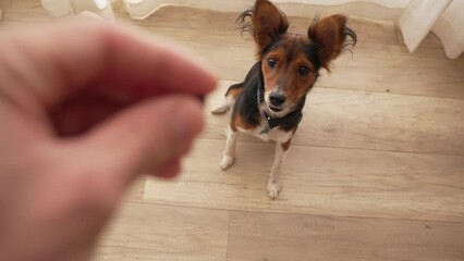 Point of view of owner giving his cute dog a treat for well behavior at home. Small little dog waiting patiently for a snack. Dog sits down in order to eat its food well behaved owner gives it to dog
