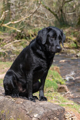 Portrait of a young black Labrador sitting on a log on the riverbank