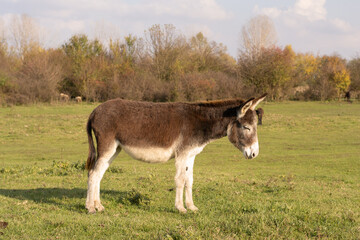 Naklejka na ściany i meble Photo of a donkey in profile standing in a field