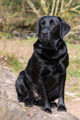 Portrait of a young black Labrador sitting on a log on the riverbank