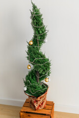 Indoor cypress or thuja in pot is decorating balls like Christmas tree. Alternative trees for christmas .