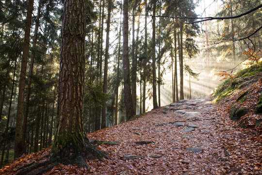 autumn path with downfallen read leaves in the conifer and and beech  forest, the rays of the sun pierce through the trees