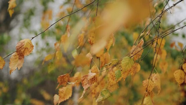 Close-up of falling yellow leaves on a birch tree in autumn. Slow motion shots
