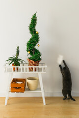 Indoor cypress or thuja in pot is decorating balls like Christmas tree and cat having fun near. Alternative trees for christmas .