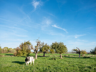 cow in meadow and trees under blue sky in belgian countryside near Mons or Bergen on sunny autumn day