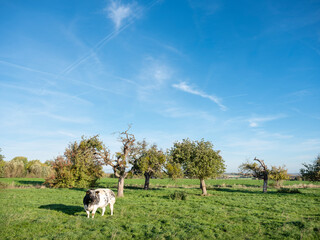 cow in meadow and trees under blue sky in belgian countryside near Mons or Bergen on sunny autumn...
