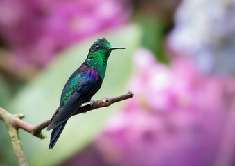 Fototapeta premium Male Green-crowned Woodnymph (Thalurania fannyi) hummingbird perched on a branch. Colorful flowers background. Birds photography.