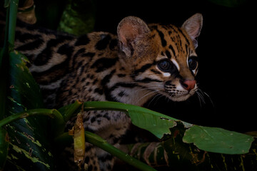 Close up of a Tiger cat or Oncilla cub (Leopardus tigrinus) portrait.  Feline images. Wildlife...