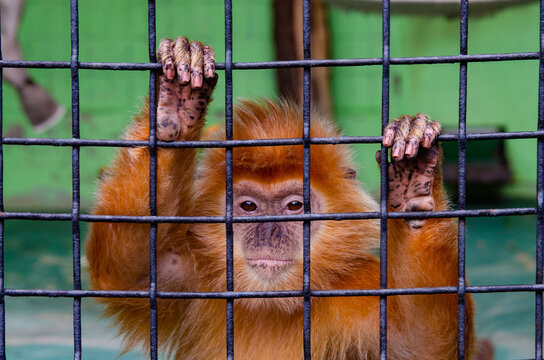 A closeup shot of a monkey in a cage in a zoo