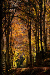 Alpine forest in autumn dress - 545790744