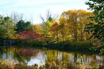 Fototapeta premium Autumn forest landscape with a pond in the afternoon