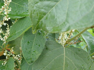 detail of a leaf on a tree in autumn