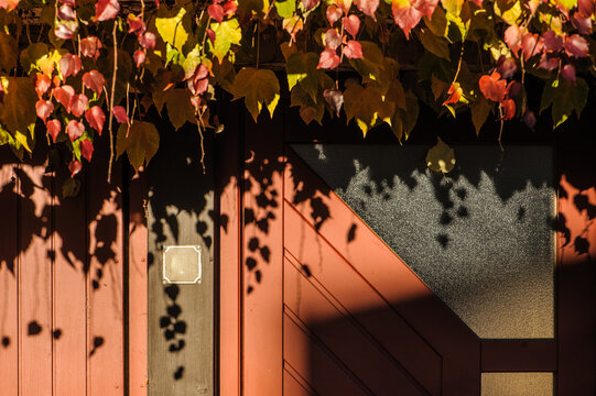 Wilder Wein Parthenocissus quinquefolia wirft Schatten auf hözerne Haustüre an Bauernhaus