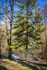 paysage de forêt avec rivière dans je Jura