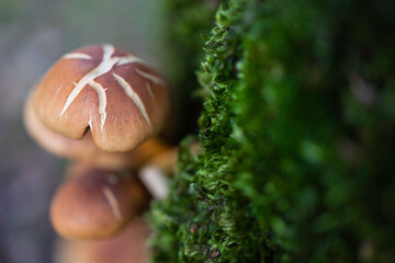 Fotografia macro de cogumelos a nascer no tronco de uma árvore