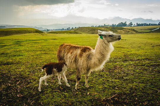 Llama Feeding Milk to her Calf in the Countryside Ecuador Woolly Mountain Animal