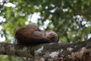 Mono duerme profundo en una rama