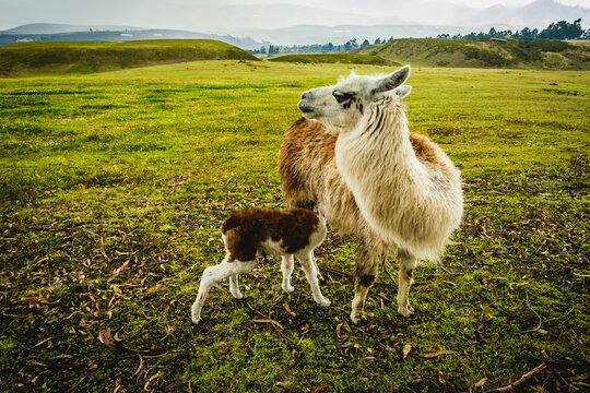 Llama Feeding Milk to her Calf in the Countryside Ecuador Woolly Mountain 