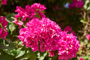 Tropical pink flowers on bushes in the rays of light.