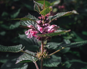 Closeup pink flower with blurry background